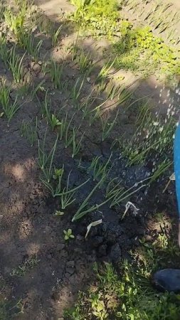 как я поливал лучок