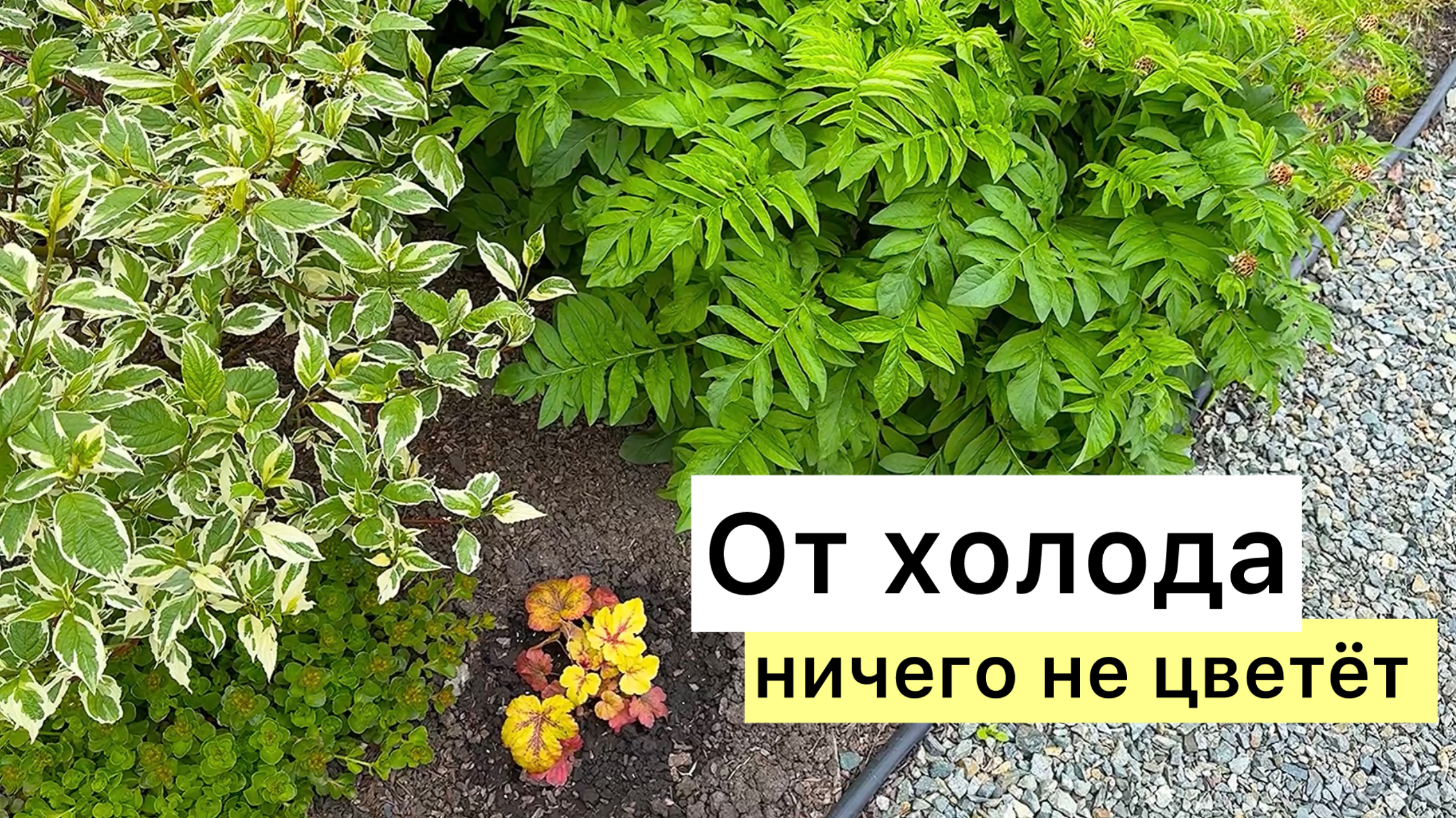 Сад в конце мая! Холодные дни! Планы на лето!