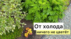 Сад в конце мая! Холодные дни! Планы на лето!