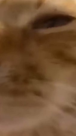 Видео с котиками