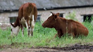 Лукашенко пообещал сажать за масштабный падеж скота в Белоруссии