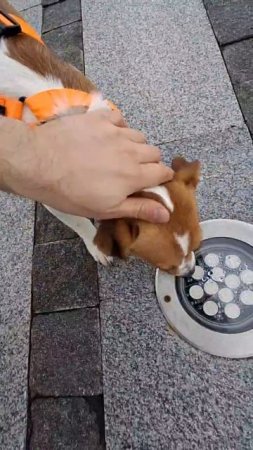 Харви жжеееттт🐕🐕🐕