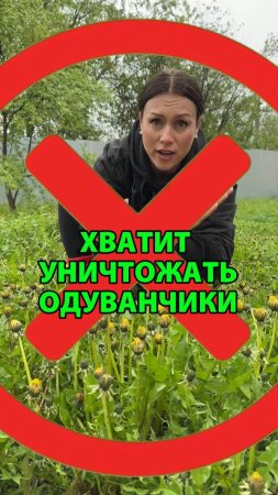 Как использовать одуванчики против вредителей