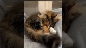 DS 36 # Болталка на сон малышам # Про котиков#