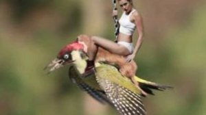 Фотограф сделал уникальный снимок ласки верхом на дятле и его сразу же завалили фотожабами