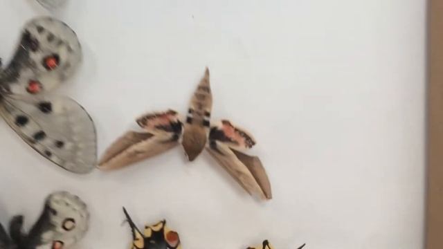 Моя калекция бабочек😎 смотреть онлайн