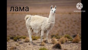 голоса и звуки домашних животных