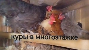 у нас курам выдают квартиры / 3 причины содержать кур в клетках