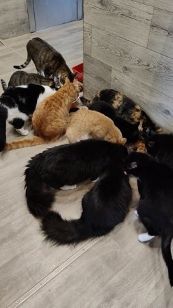 НАМ НЕЧЕГО КУШАТЬ 😢
37 ЖИЗНЕЙ 🐈
🙏🙏🙏

89114334051
Сбер / Тинькофф
🙏🙏🙏🆘