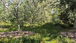 Сад Казанцева в Екатеринбурге