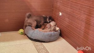 Чихуахуа наш первый опыт в разведении, щенки #чихуахуа
