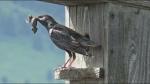 ИЗ ЖИЗНИ ПЕРНАТЫХ