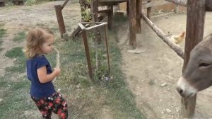 Miss Katy • Мисс Кейт - Кэти и Макс на животноводческой ферме