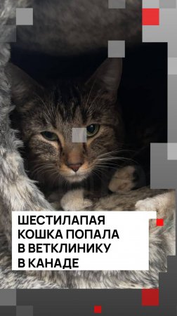 Шестилапая кошка попала в ветклинику в Канаде