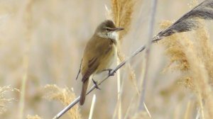 Дроздовидная камышовка ( Acrocephalus arundinaceus )