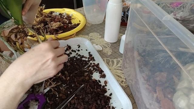 Пересадка орхидеи Autumn Fest. В магазинной посадке более двух лет.