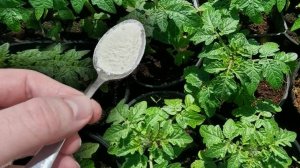 РАССАДА ЖИРНЕЕТ НА ГЛАЗАХ! РАССАДА КОРЕНАСТАЯ, КРЕПКАЯ, ЗДОРОВАЯ И УРОЖАЙНАЯ!