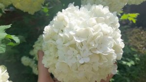 1000047823.mp4.  😉🔥 ЛЕТНИЙ БЕЛЫЙ СНЕГ😉🔥💃🖋️🚀🖋️🚀🖋️🚀🖋️