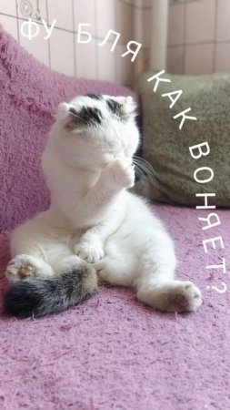 Мем про брата!!! кошка выдала все эмоции