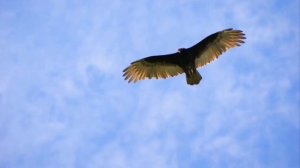 ☘️ МЕДИТАЦИЯ "ГАРМОНИЗАЦИЯ ВТОРОЙ ЧАКРЫ" СВАДХИСТАНА