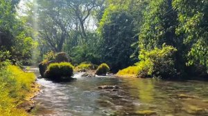 Звуки природы, пение птиц, Звуки Леса, для релаксации, ?