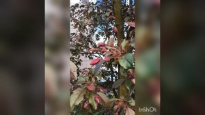 20.05.2025г. Славянка, Санкт-Петербург.