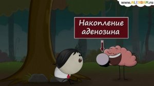 Почему мы спим?