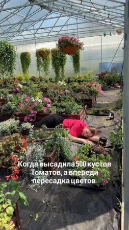 Когда высадила 500 кустов Томатов..