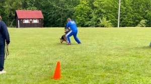 9 Отл. VALINA v. Fichtenschlag +++ №90 / КЧК+ БОРИСОВ (BY) 17 мая`25 M.Jovovic Моно нем.овч.