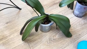 ОГРОМНАЯ ДЕТКА ИЗ ТОЧКИ РОСТА ОРХИДЕИ 🌼💖🌼 ВОЛШЕБНЫ