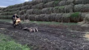 Кто дальше прыгнет?
Юпитер 5 и Минск vs альфа и питбайк!