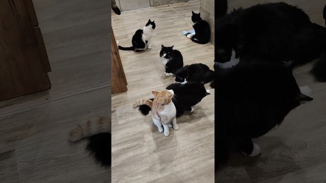 НАМ НЕЧЕГО КУШАТЬ 😢
37 ЖИЗНЕЙ 🐈
🙏🙏🙏

89114334051
Сбер / Тинькофф
🙏🙏🙏🆘