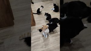НАМ НЕЧЕГО КУШАТЬ 😢
37 ЖИЗНЕЙ 🐈
🙏🙏🙏

89114334051
Сбер / Тинькофф
🙏🙏🙏🆘