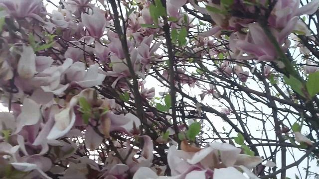 Новый день. Разглядела у кота. 09 05 2024 Оксана смотреть онлайн