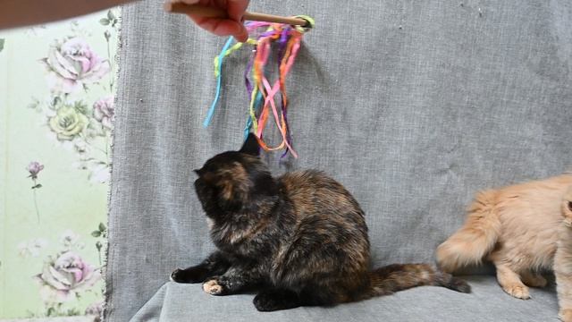 DSC_2459 смотреть онлайн