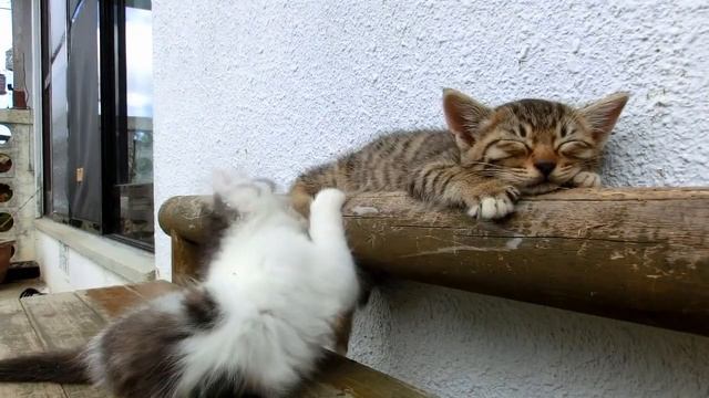 Зелёный котик смотреть онлайн