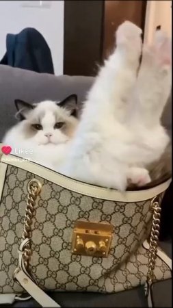 котики все любят котиков! (видео не моё)
