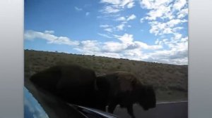 55 ЖИВОТНЫХ С НЕВЕРОЯТНЫМИ СВЕРХСПОСОБНОСТЯМИ