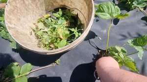 Обрабатываю клубнику, убираю сухую листву.