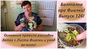 Болталка про Фиалки! Выпуск 126! Лайфхаки по рассадке деток с Листа Фиалки и уход за ними!