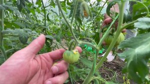 Наш первый огород на Кубани спустя 2 года после переезда! 🌱🏡