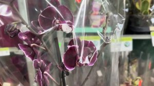 Обзор Орхидей ( Одесса садовый центр )