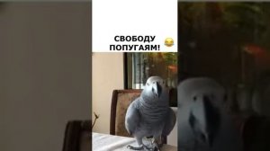 Тимоша птичка.