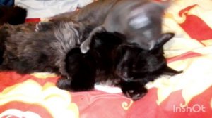 Отдыхают котята.