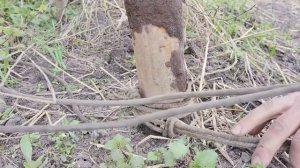 Как быстро трубы повыдёргивать из земли. Дедовский сп?