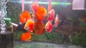 Мальки дискусов 8 - 8+ см. -  рэд мелон, рэд  уайт, змеиная кожа, туркис.