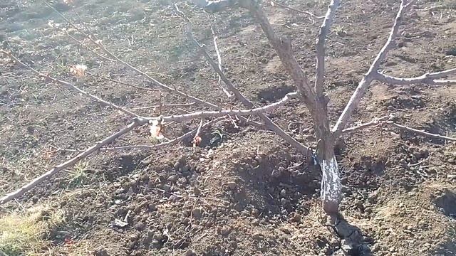 Абрикос і приморозки смотреть онлайн