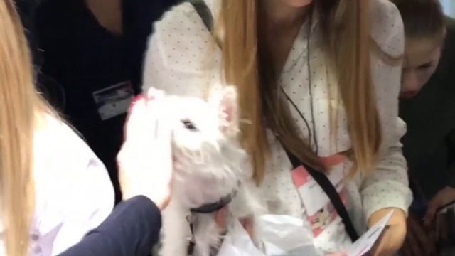 Зеркало моды. Львов 2018. смотреть онлайн