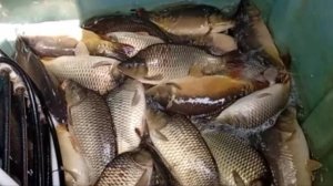 Зарыбление верхнего пруда карпом 3000 кг. Навеска 1.8 - 3+ кг. Клёвое место Лосиный остров.