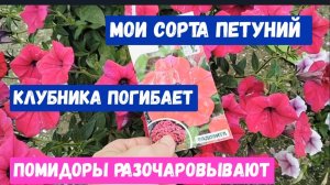 #29 Пошли убытки/Клубника погибает/Помидоры разочаровали/Сорта петуний/Опять обработка